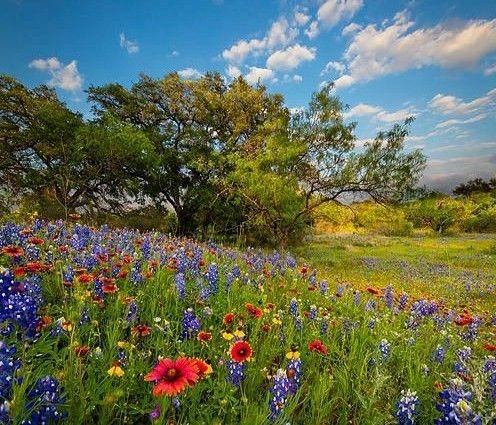 Disadvantages of Wildflower Meadows